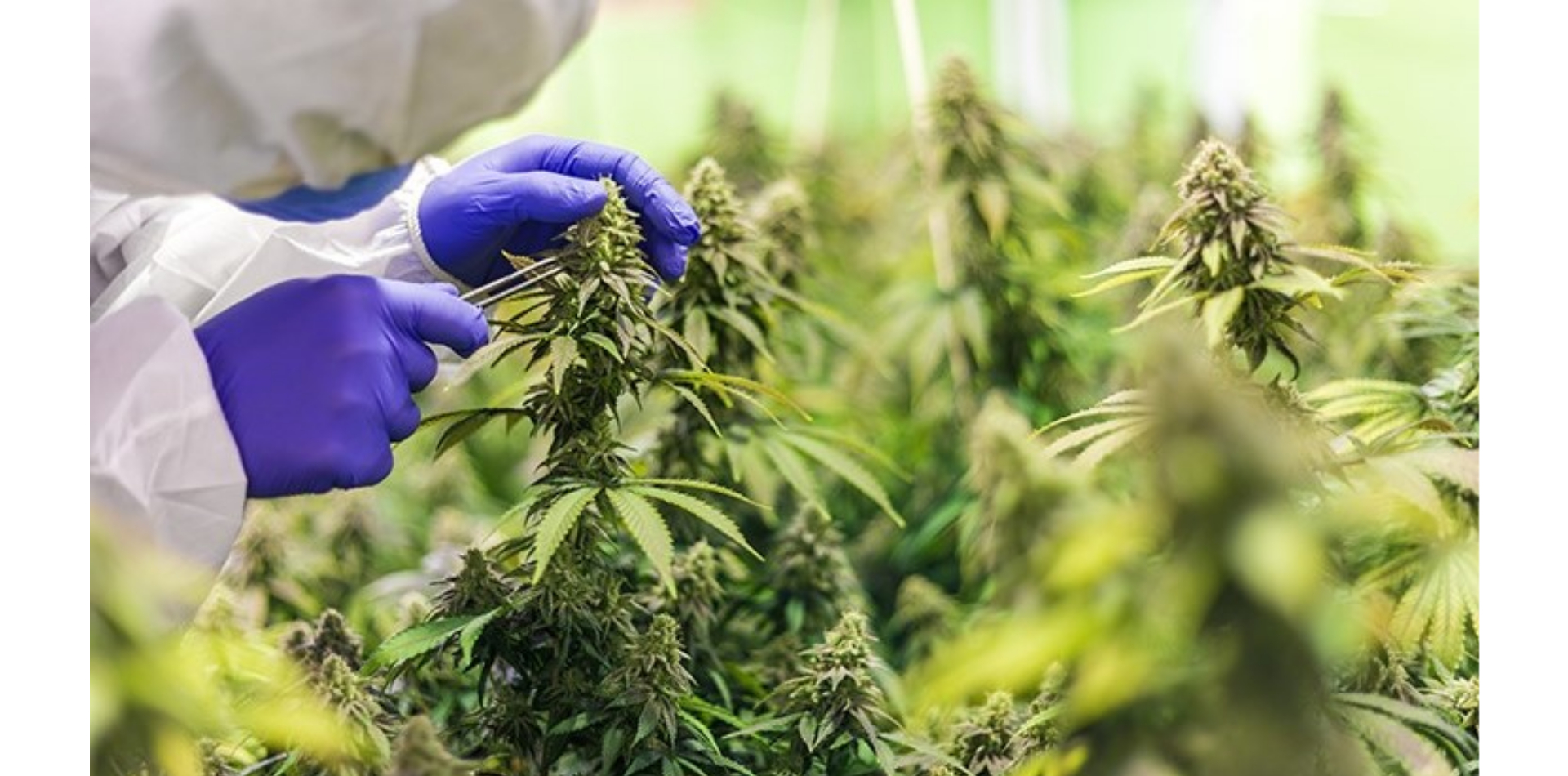 Federal Court Orders DEA to Explain Why It Has Ignored Cannabis Cultivation Applications