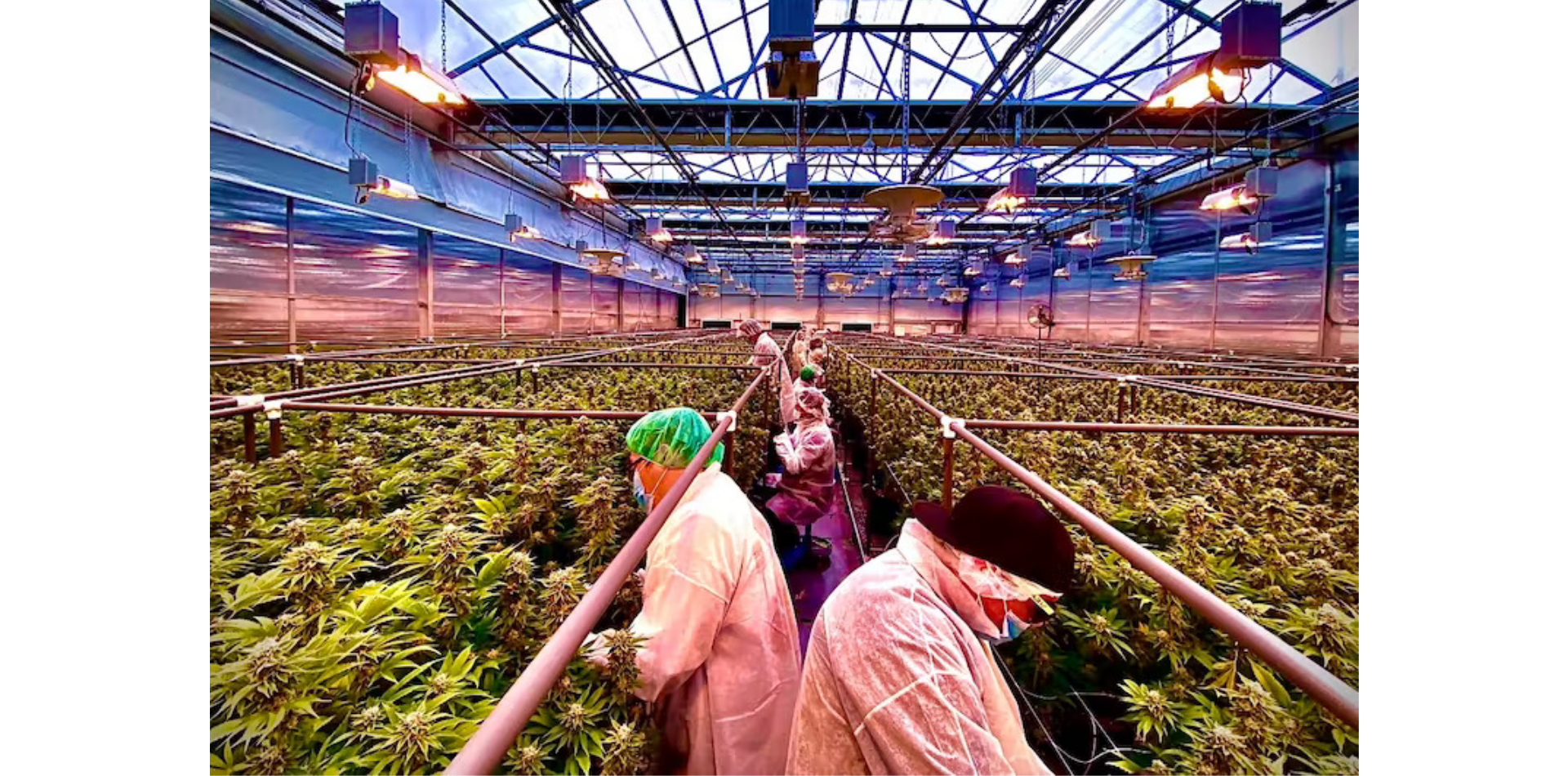 Best practices for securing your cannabis grow operations and supply chains