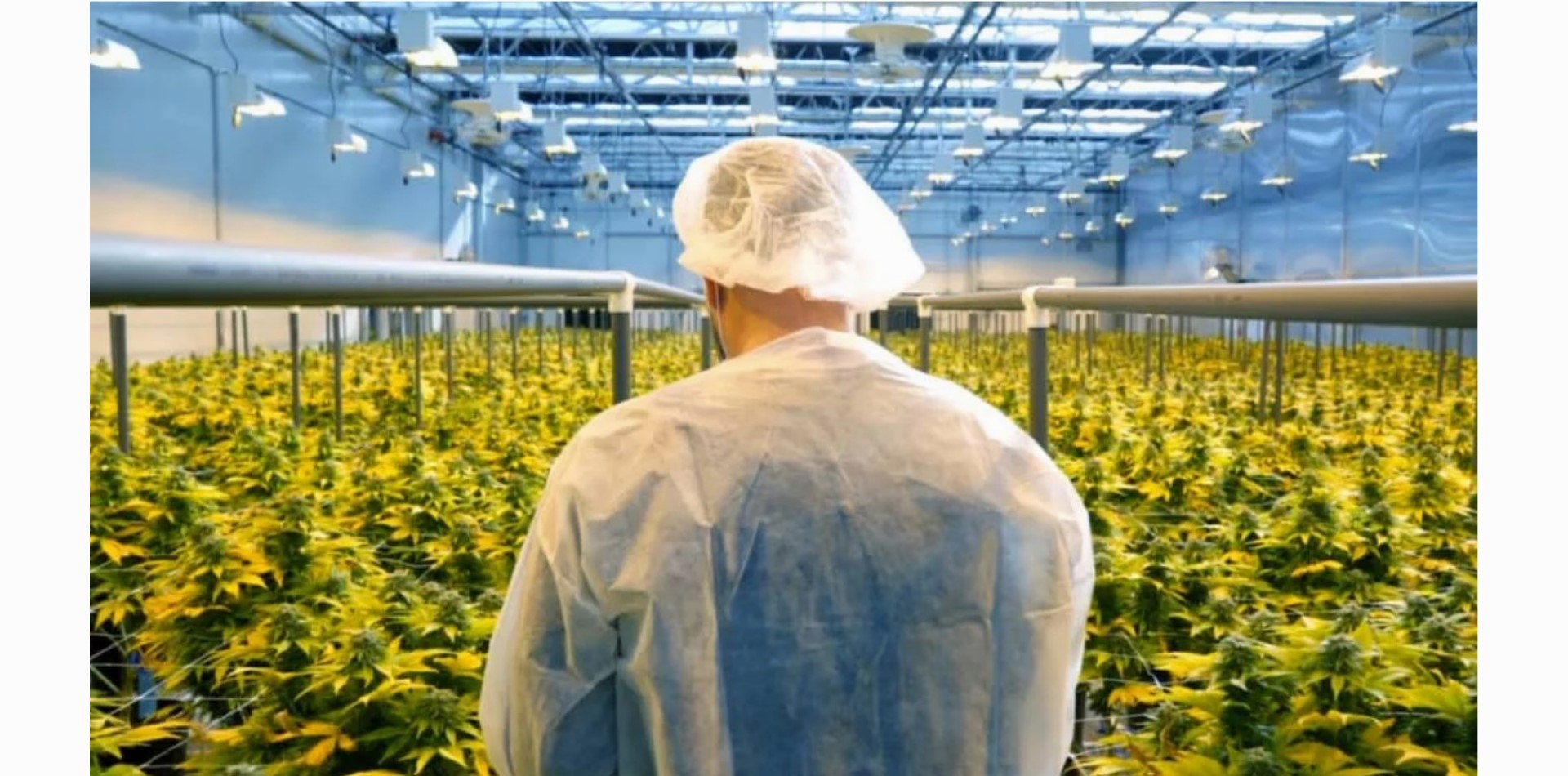 COVID-19 Is Leaving Its Mark On The Cannabis Industry, Insiders Say
