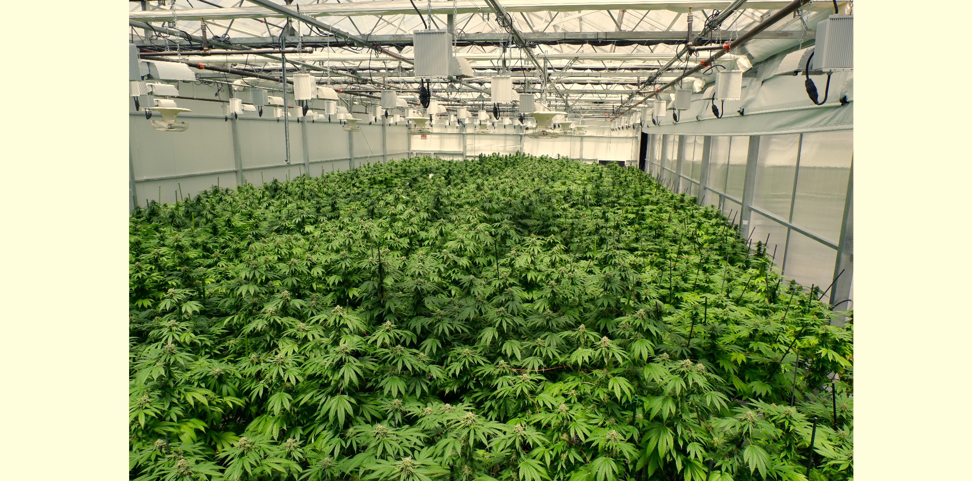 ‘Big Cannabis’ Technologically Ahead Of Its Times, But Post-Harvest Automation Remains Elusive